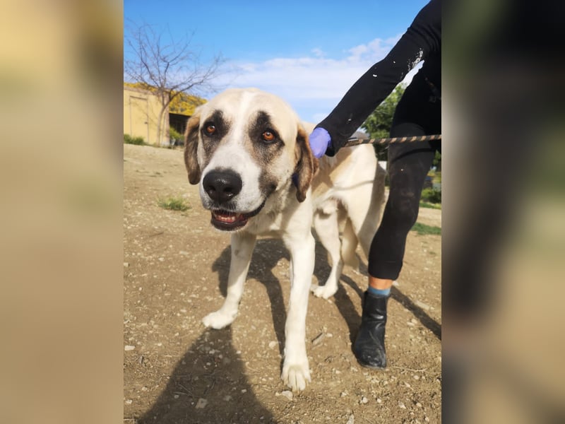 Pancho, ein zarter großer Rüde