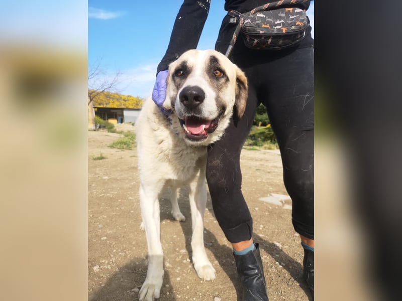 Pancho, ein zarter großer Rüde