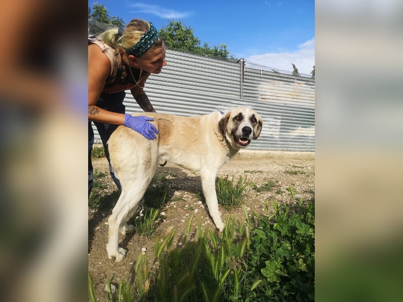 Pancho, ein zarter großer Rüde