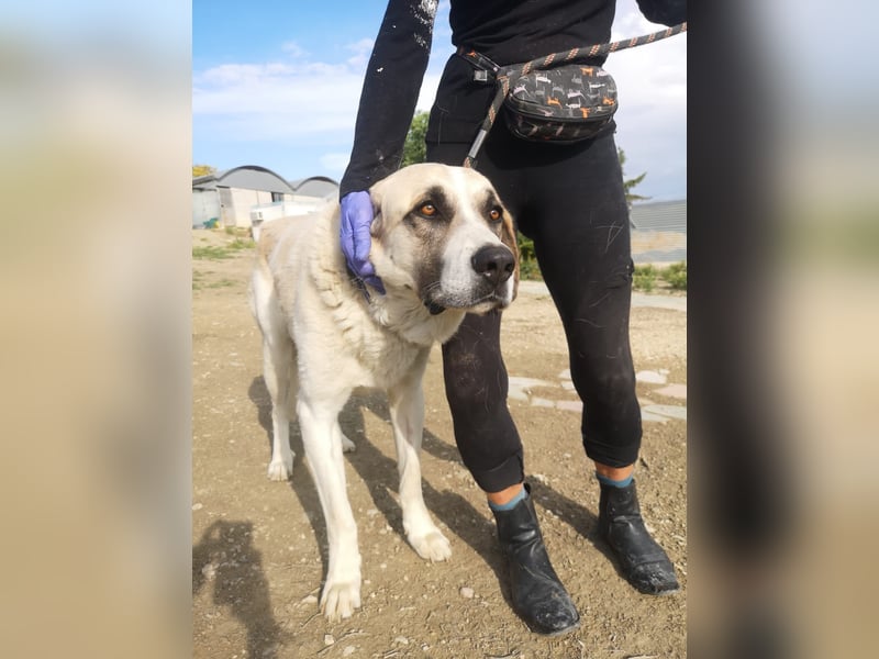 Pancho, ein zarter großer Rüde