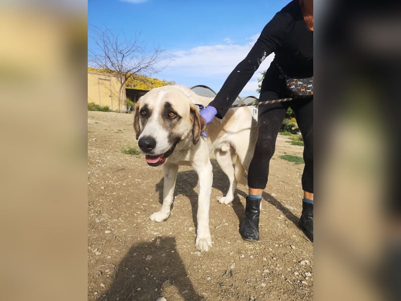 Pancho, ein zarter großer Rüde