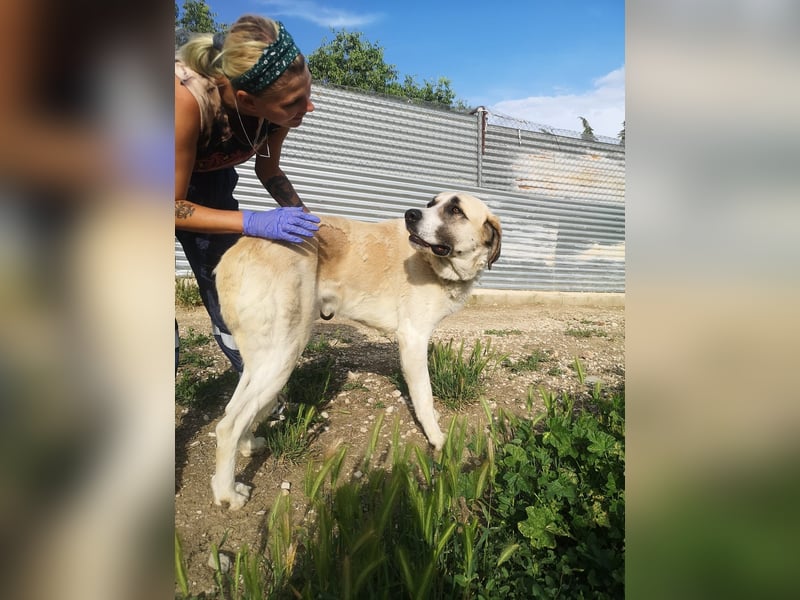 Pancho, ein zarter großer Rüde