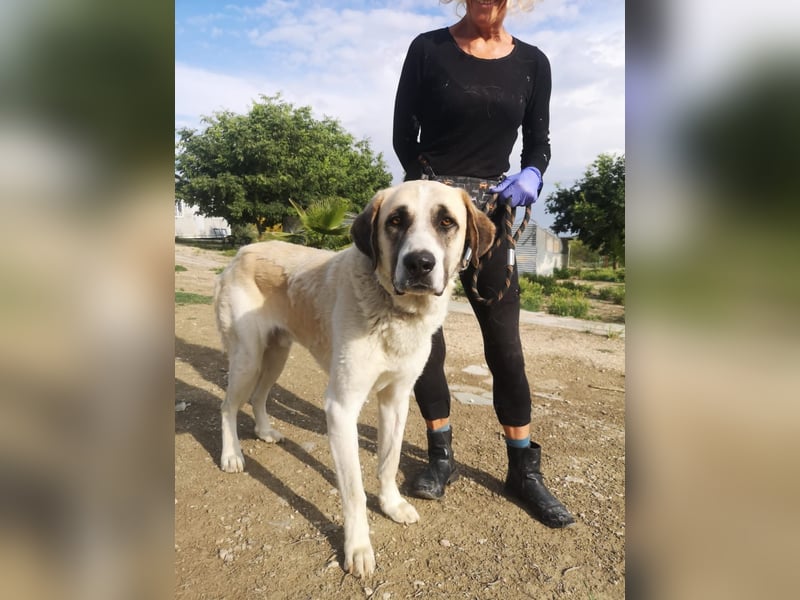 Pancho, ein zarter großer Rüde