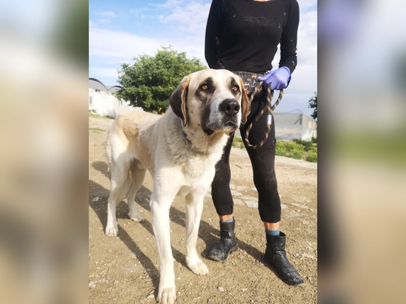 Pancho, ein zarter großer Rüde