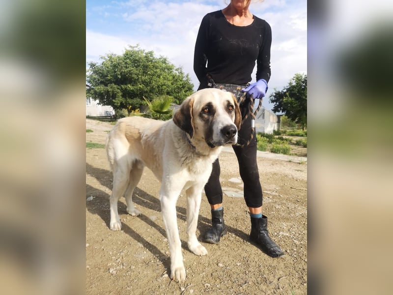 Pancho, ein zarter großer Rüde