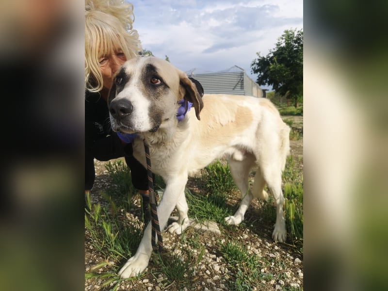 Pancho, ein zarter großer Rüde