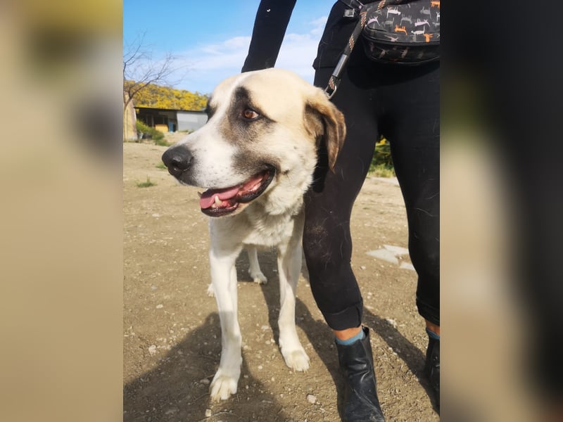 Pancho, ein zarter großer Rüde