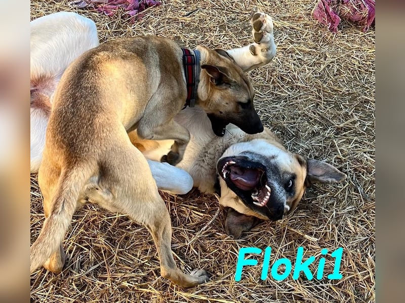 Floki1 geb. 10/2023 (ESP) -  ausgeglichener,  großer Mastín Español sucht Rassefans!
