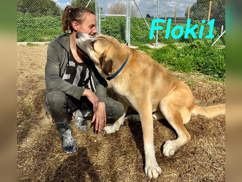 Floki1 10/2023 (ESP) - ausgeglichener, großer Mastín Español sucht Rassefans!