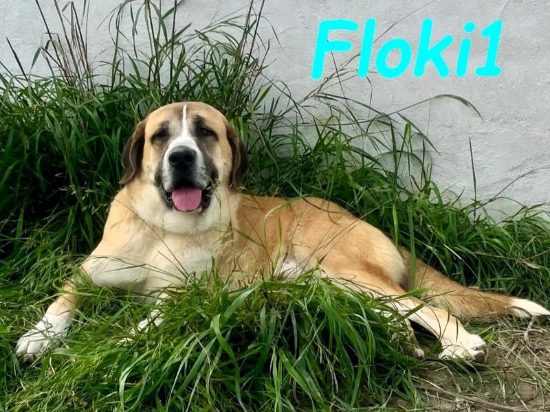 Floki1 10/2023 (ESP) - ausgeglichener, großer Mastín Español sucht Rassefans!