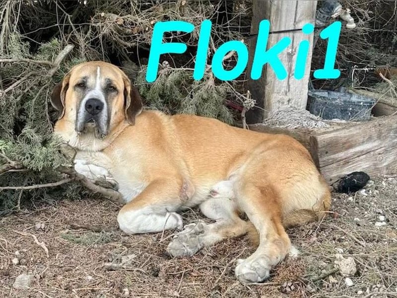 Floki1 10/2023 (ESP) - ausgeglichener, großer Mastín Español sucht Rassefans!