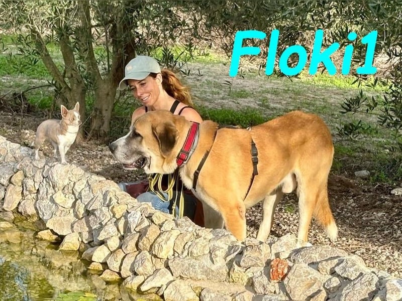 Floki1 10/2023 (ESP) - ausgeglichener, großer Mastín Español sucht Rassefans!