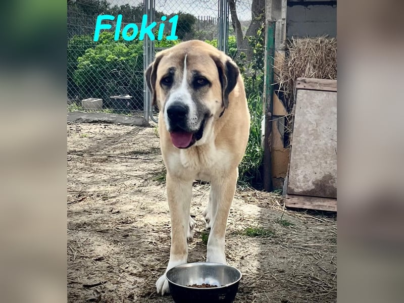 Floki1 10/2023 (ESP) - ausgeglichener, großer Mastín Español sucht Rassefans!