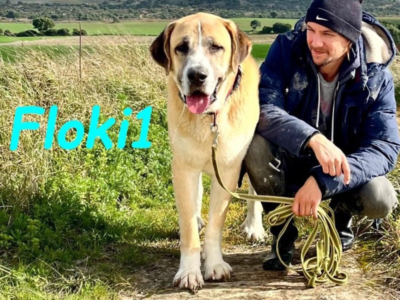 Floki1 10/2023 (ESP) - ausgeglichener, großer Mastín Español sucht Rassefans!