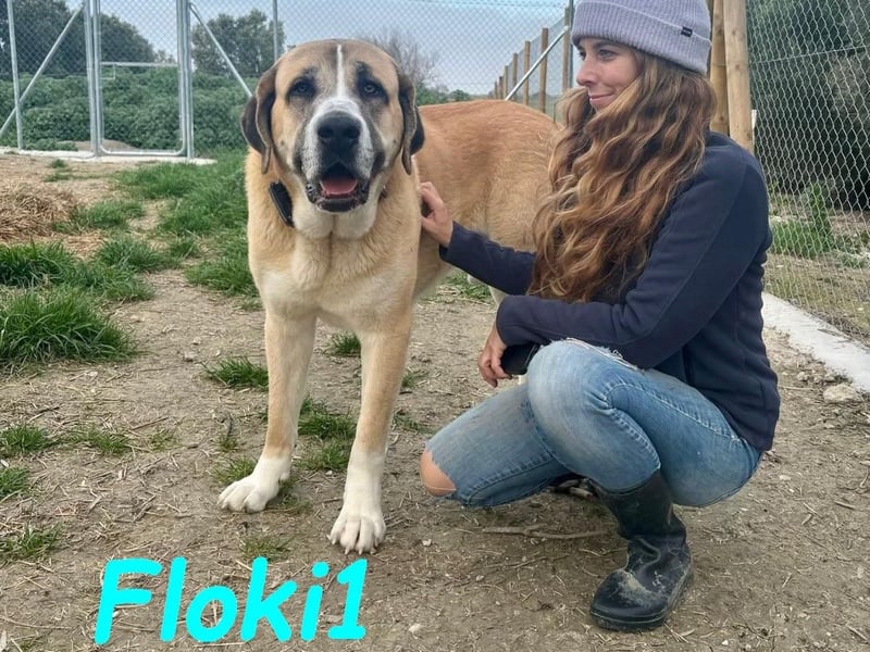 Floki1 10/2023 (ESP) - ausgeglichener, großer Mastín Español sucht Rassefans!