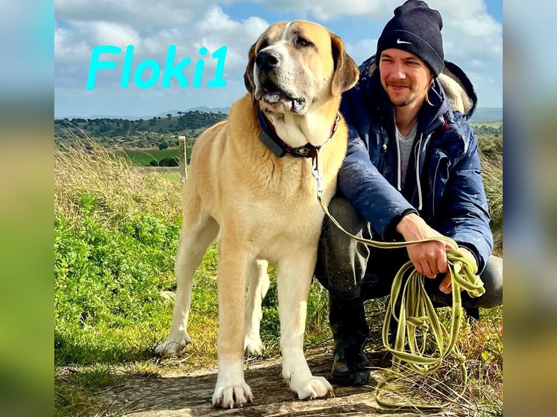 Floki1 geb. 10/2023 (ESP) -  ausgeglichener,  großer Mastín Español sucht Rassefans!