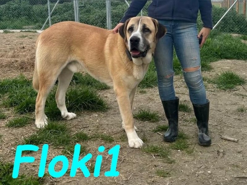 Floki1 10/2023 (ESP) - ausgeglichener, großer Mastín Español sucht Rassefans!