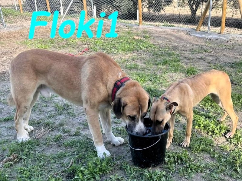 Floki1 10/2023 (ESP) - ausgeglichener, großer Mastín Español sucht Rassefans!