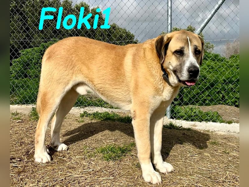 Floki1 10/2023 (ESP) - ausgeglichener, großer Mastín Español sucht Rassefans!