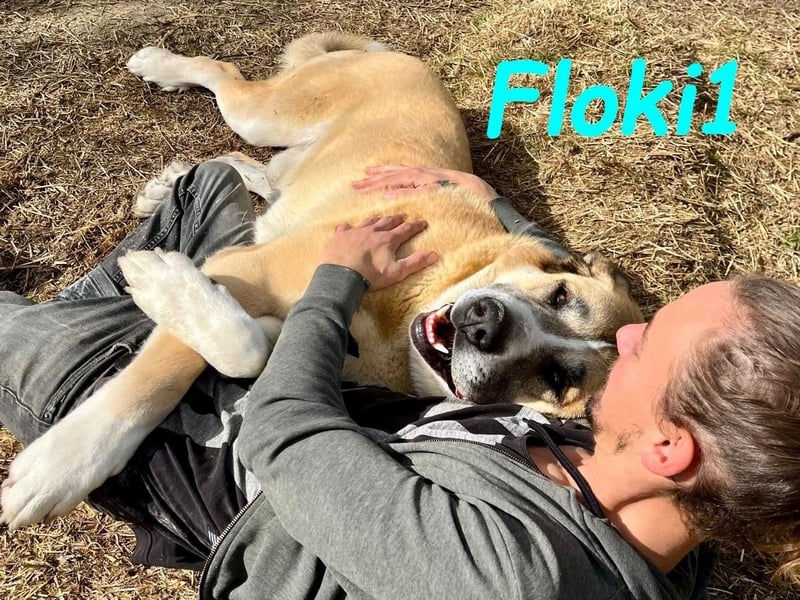 Floki1 10/2023 (ESP) - ausgeglichener, großer Mastín Español sucht Rassefans!