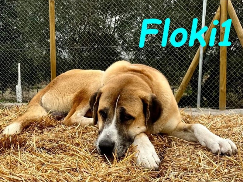 Floki1 10/2023 (ESP) - ausgeglichener, großer Mastín Español sucht Rassefans!