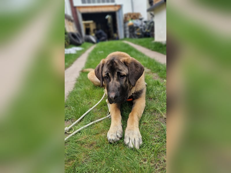 Kangal-Mastin Espanol-Mix Rüde Oscar, 10 Monate, sucht sein Zuhause