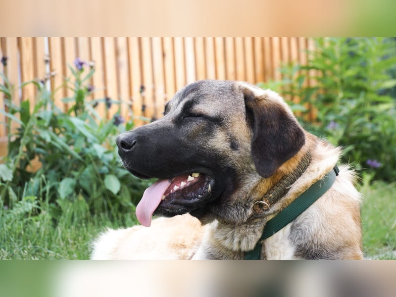 Kangal-Mastin Espanol-Mix Rüde Oscar, 10 Monate, sucht sein Zuhause