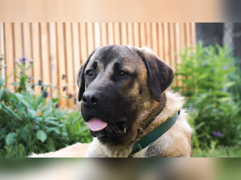 Kangal-Mastin Espanol-Mix Rüde Oscar, 10 Monate, sucht sein Zuhause