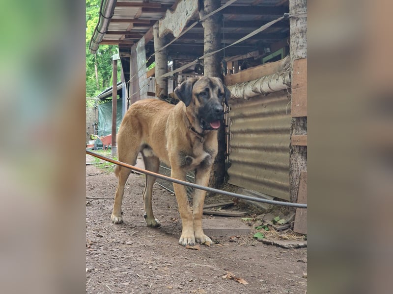 Kangal-Mastin Espanol-Mix Rüde Oscar, 10 Monate, sucht sein Zuhause