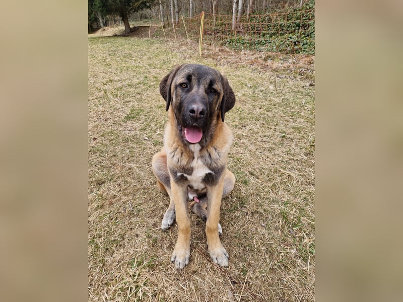 Kangal-Mastin Espanol-Mix Rüde Oscar, 10 Monate, sucht sein Zuhause