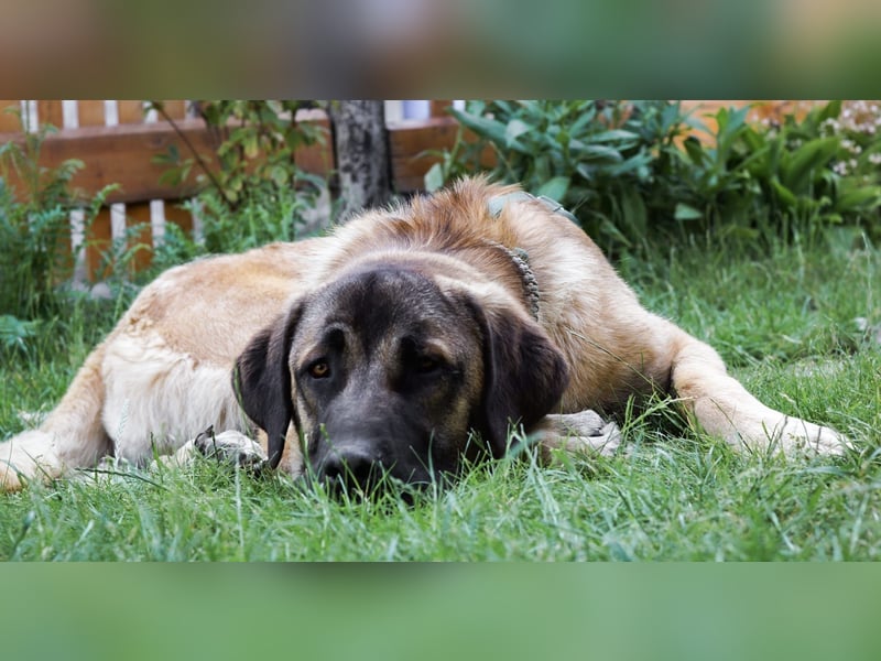 Kangal-Mastin Espanol-Mix Rüde Oscar, 10 Monate, sucht sein Zuhause