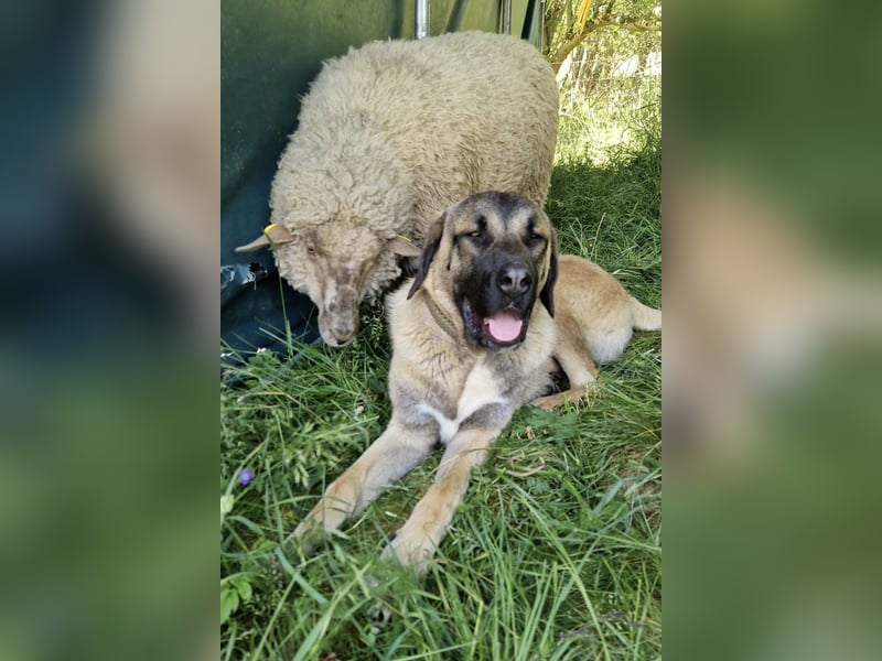 Kangal-Mastin Espanol-Mix Rüde Oscar, 10 Monate, sucht sein Zuhause