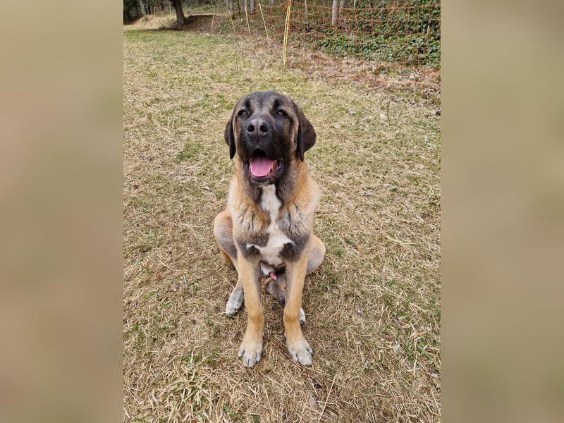 Kangal-Mastin Espanol-Mix Rüde Oscar, 10 Monate, sucht sein Zuhause
