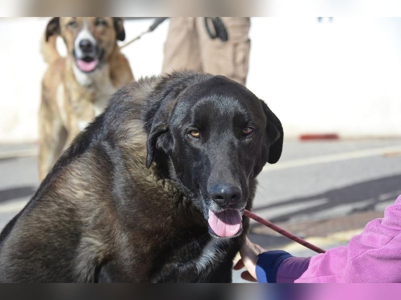 Uterque, eine Seele von Hund sucht ruhiges Zuhause