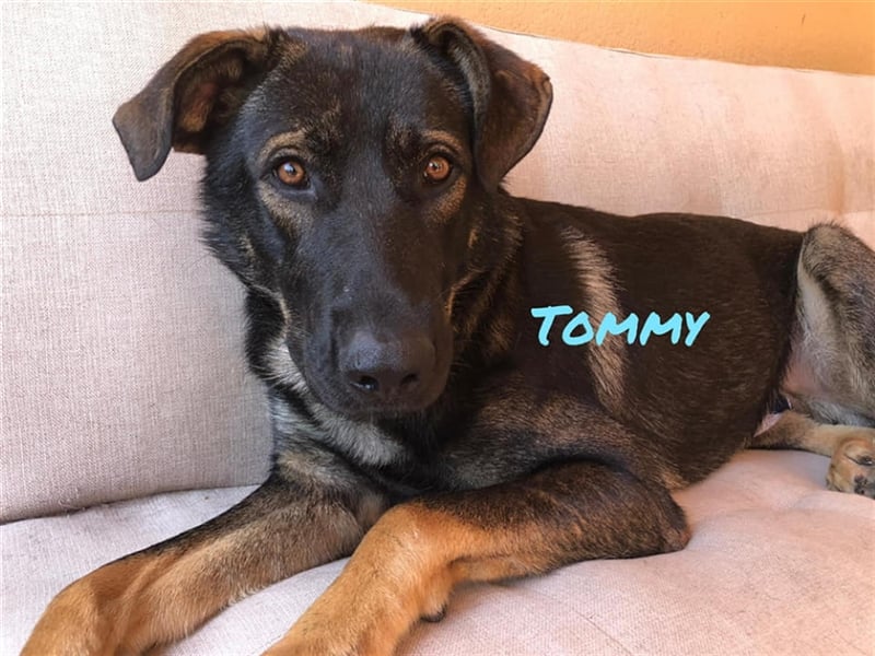 Tomy