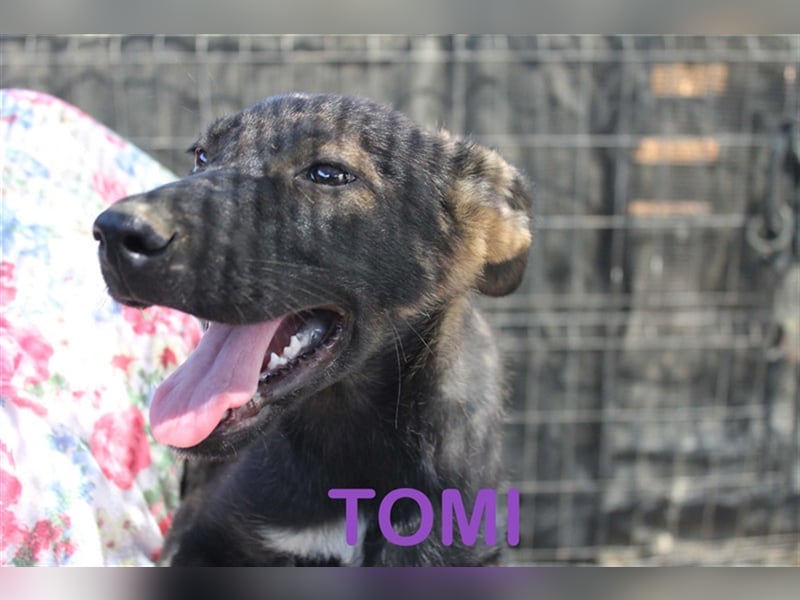 Tomy