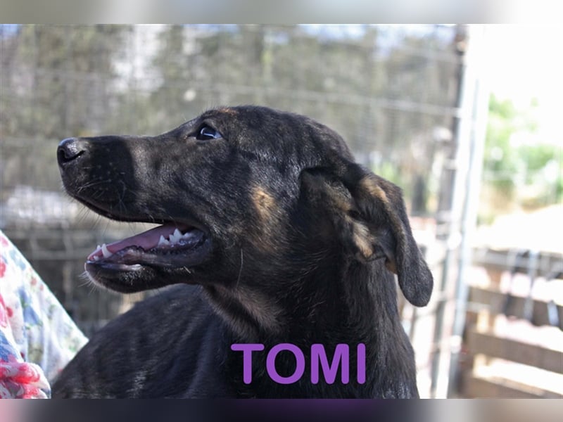 Tomy