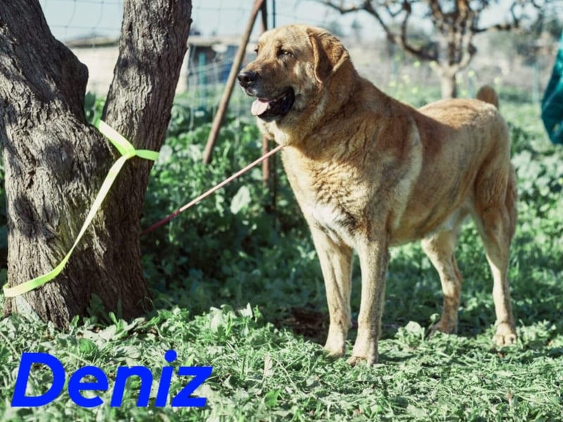 Deniz 09/2020 (ESP) - treuer, aufmerksamer und gehorsamer, großer Mastín Español!