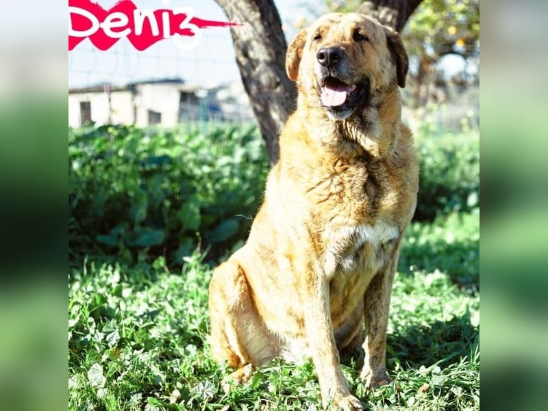 Deniz geb. 09/2020 (ESP) - treuer, aufmerksamer und gehorsamer, großer Mastín Español!