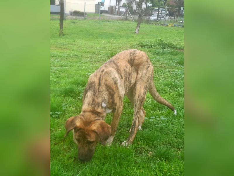 Mastin Espanol, Rüde, 1 Jahr, leichter Typ
