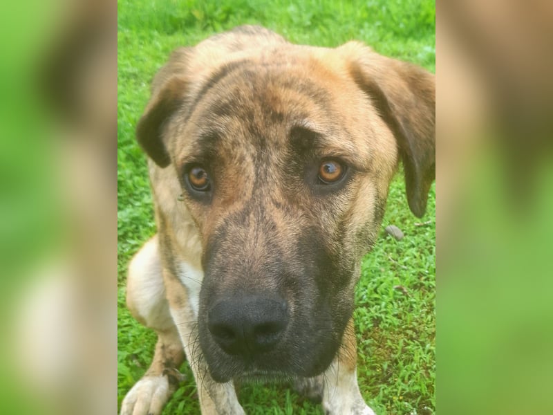 Mastin Espanol, Rüde, 1 Jahr, leichter Typ