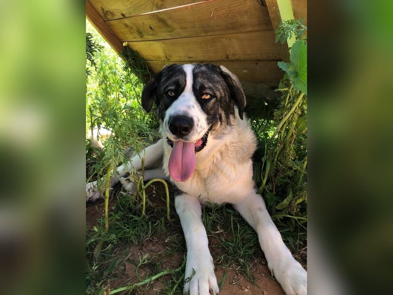 Nobu (Spanien) – der beste Partner, den man sich wünschen kann