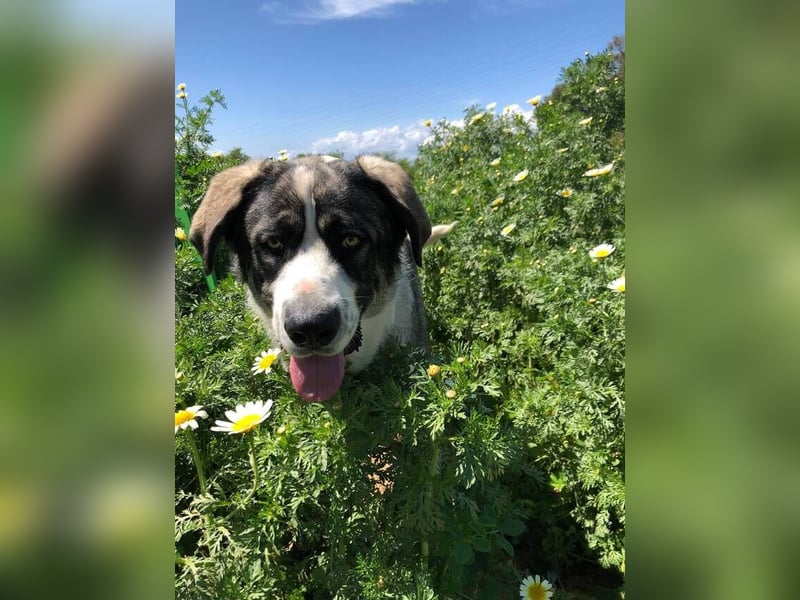 Nobu (Spanien) – der beste Partner, den man sich wünschen kann
