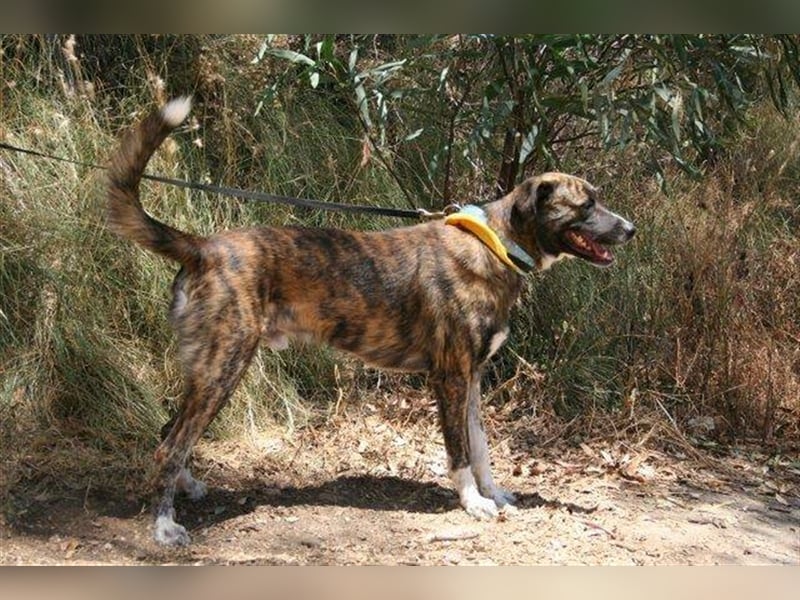 Loki (Spanien) - würde sehr gerne aufs Land ziehen