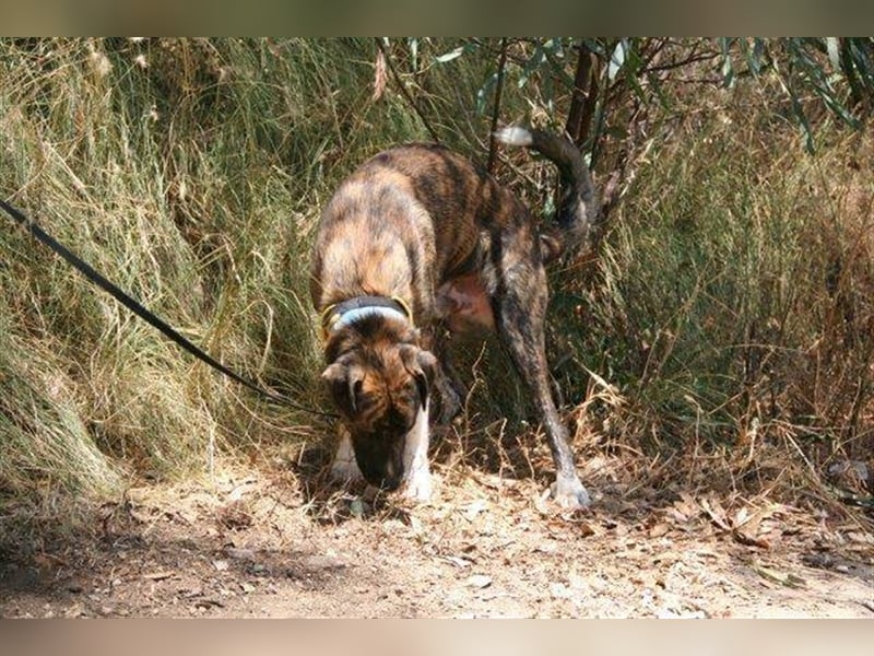 Loki (Spanien) - würde sehr gerne aufs Land ziehen