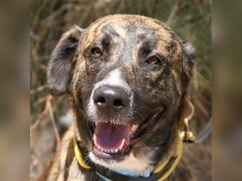 Loki (Spanien) - würde sehr gerne aufs Land ziehen