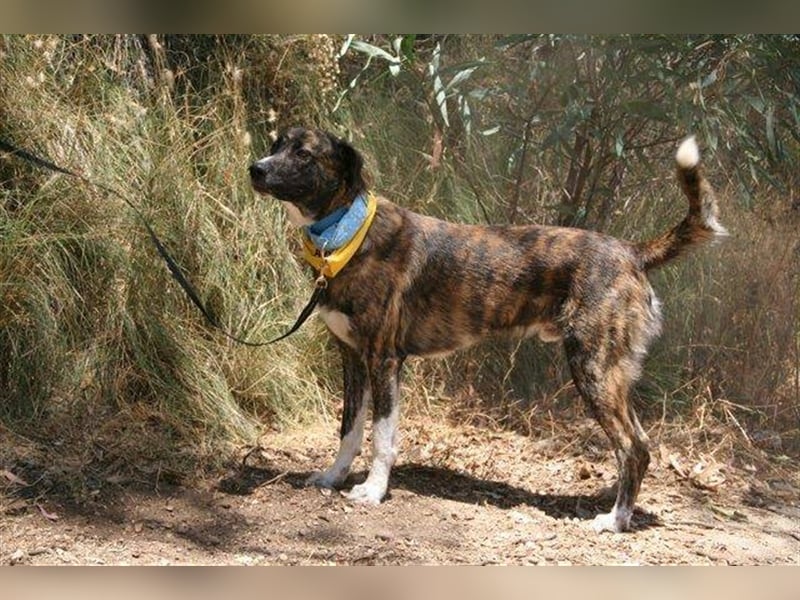 Loki (Spanien) - würde sehr gerne aufs Land ziehen
