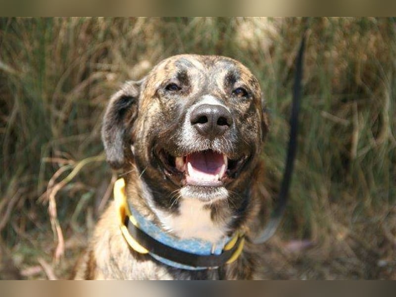 Loki (Spanien) - würde sehr gerne aufs Land ziehen