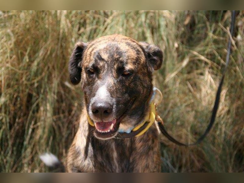 Loki (Spanien) - würde sehr gerne aufs Land ziehen