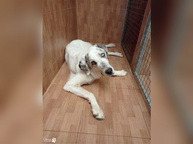Gandalf ist ein fröhlicher, zutraulicher Rüde